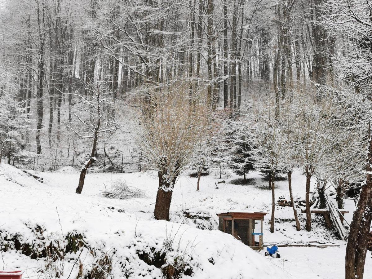 Soho Lodge Rasnov エクステリア 写真